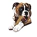 Nylabone Barbell Bone Power Chew Toy for Dogs, Dog Toys for Aggressive Chewers, Peanut Butter Flavor, XX-Large - 50++ lbs, 1 Count
