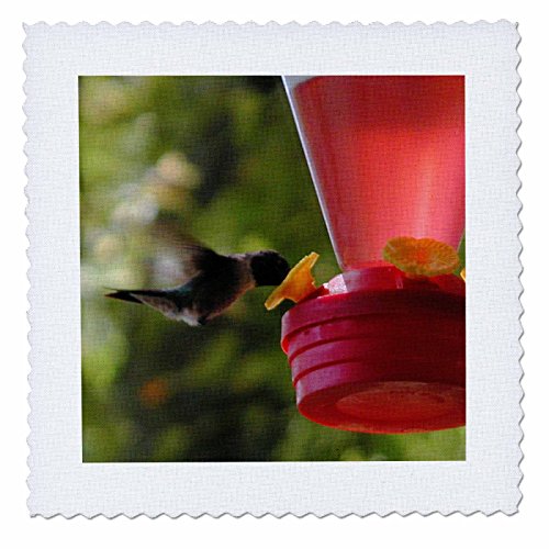 3dRose qs_29596_1 Hummingbird Feeding-Quilt Square, 10 by 10-Inch