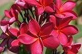 Potted Plumeria PLANT - not just cutting! - Select Reds - 15-18