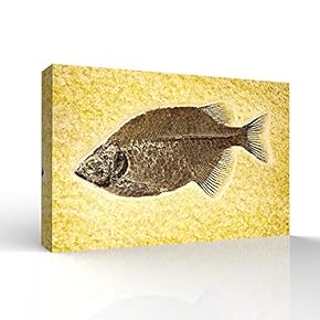 Canvas Wall Art - Vintage Animal Fish Fossil Living Room Poster Prints - Modern Home Art Stretched and Framed Ready to Hang - 12x18 inches