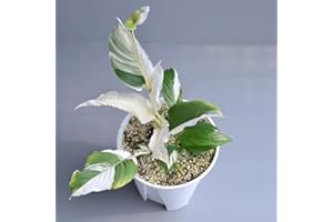 Peace Lily Seeds, Indoor Plant Air Purifying Houseplants Spathiphyllum kochii, Office Plants Balcony Exotic Old Hardy Varieti