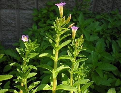 AGROBITS Uncle Chan* 20 Seeds Limnophila Aromatica Rare Ancient Vegetable Fragrant C470