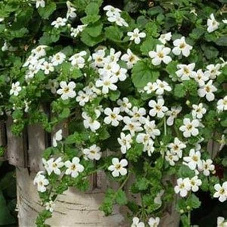 20 Graines Fraiches Bacopa Snowtopia Fleur Blanche Graine Amazon Fr Jardin