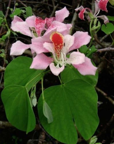 10 Seeds of Bauhinia Monandra/Pink Orchid Tree Rare Seeds