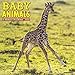 Baby Animals 2020 Wall Calendar by 