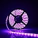 FAVOLCANO Waterproof Purple LED Strip 3528 SMD 300LED 5M Flexible Lamp Light DC 12V 60LED/M IP65 + 2.1 x 5.5mm DC Power Female Plug Jack Adapter Connector Plug