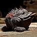 JKCOM Hoobar Chinese Money Frog Tea Pet - Handmade Zisha Clay Lucky Frog for Gongfu Tea, Attracts Wealth & Prosperity, Tea Tray Accessories & Home Decoration (Purple Clay)