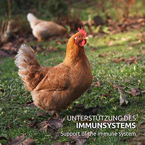 AniForte Wohlfühlkräuter für Hühner 500 g - Natürliche Kräuter für Geflügel unterstützen Immunsystem & Verdauung, Leckerchen für Hühner jeden Alters, mehr Vitalität – Bild 8