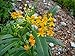 Silky Gold Milkweed Live Plant