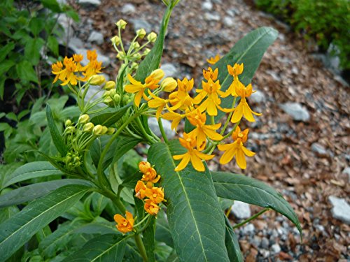 Silky Gold Milkweed Live Plant Silky Gold Milkweed Live Plant