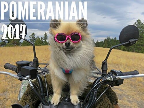 2017 Pomtastic Pomeranian Calendar, 12 Month Spiral, 11 x 18