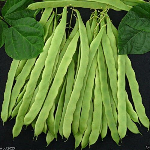 200 Kentucky Wonder 125 Bush Bean, Seeds, Organic Heirloom Bean 40-45 days