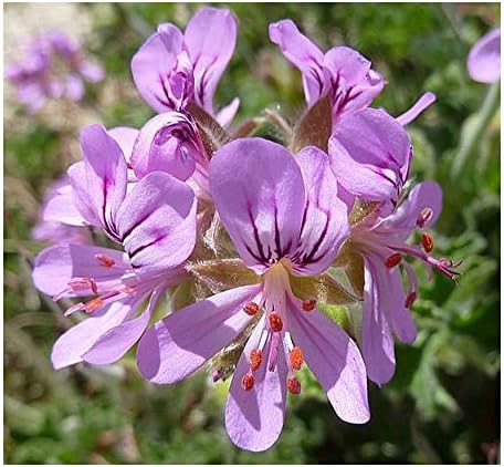 Exotic Plants Pelargonium capitatum - rose-scented pelargonium - 10 seeds