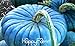 20pcs/pack Vegetable seeds, Perennial Rare Ornamental edible Blue Jarrahdale Pumpkin seed exotic Blue grey Coloring,#8Z6P0E