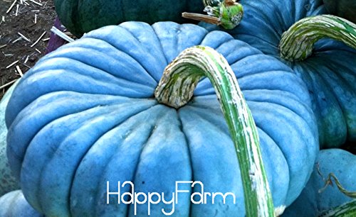20pcs/pack Vegetable seeds, Perennial Rare Ornamental edible Blue Jarrahdale Pumpkin seed exotic Blue grey Coloring,#8Z6P0E