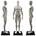 HUBERY MODEL 11 Inch Male Human Anatomy Model of Art Anatomy Figure(White)
