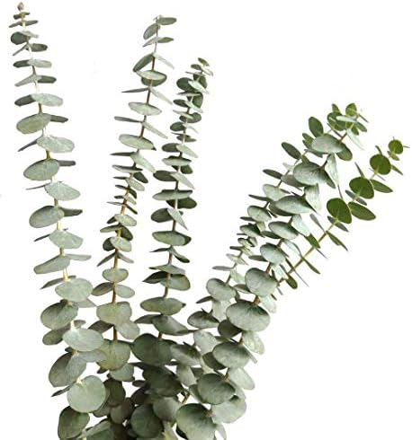 TRvancat Dried Real Eucalyptus Branches 15Pcs, Natural Eucalyptus Leaves for Flower Arrangement Wedding Home Decor (12 Stems)