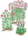 Gardener's Supply Company Grow Through Plant Support | Sturdy Metal Plants Support Frame For Peonies, Rose Ornamental Flower Garden Cage | Wide Top Rings Natural Bouquet Shape | 18