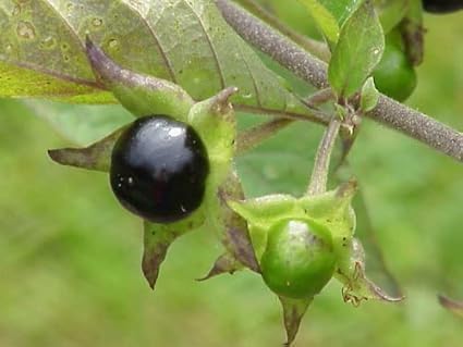 1000 Samen Tollkirsche Atropa Belladonna Schwarze Tollkirsche Hochkeimfahig Amazon De Garten