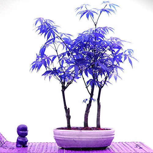 20 bonsai blue maple tree seeds Bonsai tree seeds. rare sky blue japanese maple seeds Balcony plants for home garden