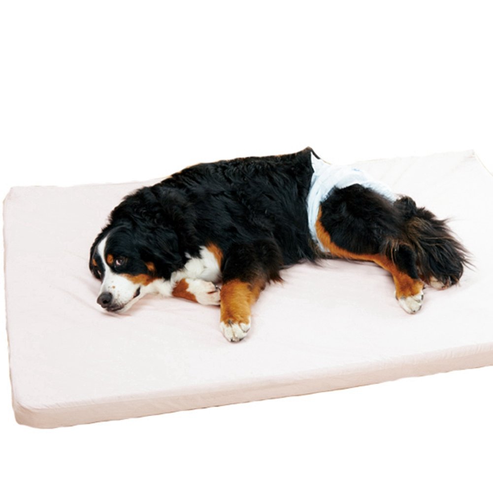 新しい到着 その他 小型テニスボール ボールランチャー犬用 インターアクティブ Ifetch 並行輸入品 B00pg3lwdk オンライン限定商品 Www Aiq Aiq Com Mx 新しい到着 その他 小型テニスボール ボールランチャー犬用 インターアクティブ Ifetch 並行輸入品 B00pg3lwdk オンライン限定商品 Www Aiq Aiq Com Mx