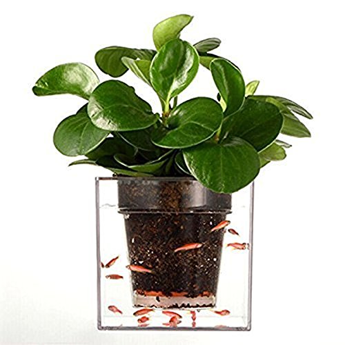 Morebeauty SelfWatering Planter Fish Tank Clear Tube Plant Pot