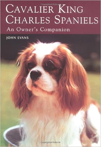 cavalier kc spaniel