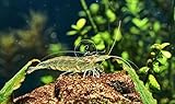 Swimming Creatures 10+2 Amano Freshwater Aquarium