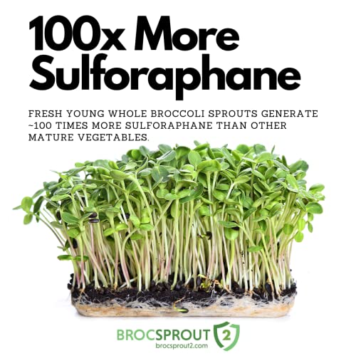 BROCSPROUT2 Unmatched Sulforaphane Yield Unique Whole Broccoli