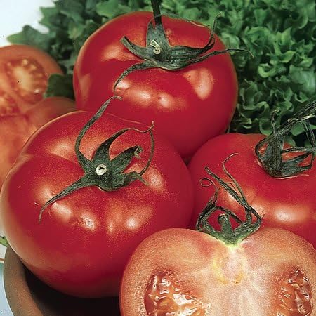TOMATO - F1 BIG Boy - 10 seeds BIG GARDEN TOMATO