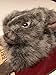 American Kennel Club Select Rabbit Dog Toy