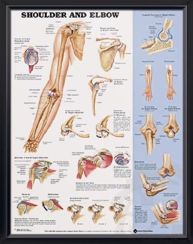 Shoulder and Elbow, DeuPair 20x26" Pocket Frame Human Anatomy Poster
