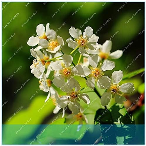 Amazon Co Jp 家庭菜園のための屋内常緑のハーブの花多年生10個入りリンデンツリー ホーム キッチン