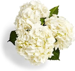 Combo Hydrangea 3 Stem, 1 EA