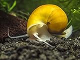 3 LARGE (1/2 to 2+ inch) Golden Mystery Snails (Algae Eaters) by Aquatic Arts