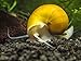 3 Golden Mystery Snails (Algae Eaters - young adult 1/2 to 2+ inch) by Aquatic Arts