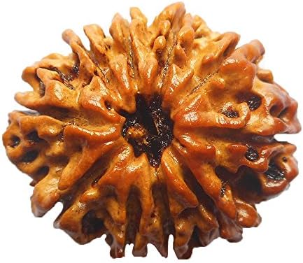 10 Mukhi Rudraksha NEPAL Certified 23.50mm | 2.90gms Ten Face Rudraksh Bead