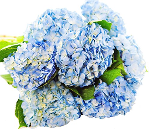 Farm2Door Valentine's Day Collection Fresh Blue Hydrangeas, 15 Count