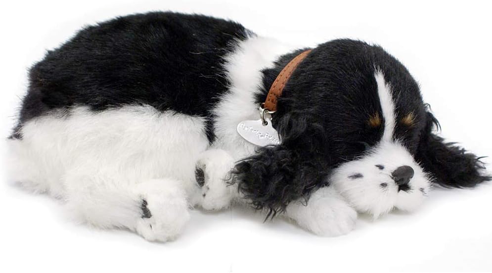black and white spaniels