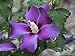 Purple Satin Hibiscus - 4" pot - Rose of Sharon - Proven Winners