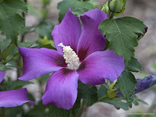 Purple Satin Hibiscus - 4