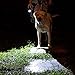 LED Tactical Flashlight by Shining Buddy | 5-Mode Military Flash Light | Portable And Zoomable Torch, Water Resistant, Adjustable Focus | 3 AAA Batteries Included and Installed!