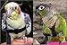 The AVIATOR Pet Bird Harness and Leash: Petite Green