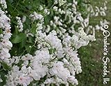 10+ Rare White Alba Coral Vine Seeds Vigorous Bloomer