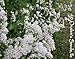 10+ Rare White Alba Coral Vine Seeds Vigorous Bloomer