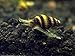Aquatic Arts 5 Live Assassin Snails (Clea helena - 1/2 to 1 Inch) - Removes All Pest Snails