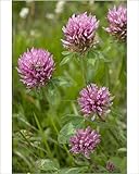 Photographic Print of Red clover - wild plant and fodder plant