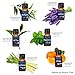 Nexon Botanics Organic Essential Oil Set - Pure Natural USDA Organic Essential Oils Kit - Best Aromatherapy, Diffuser Oils Set - Lavender, Peppermint, Eucalyptus, Tea Tree,Orange,Lemongrass 6 x 10 ml