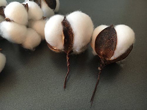 10 pieces of natural and synthetic blend cotton bolls (balls) for wreaths, decor, off stick branches wired raw look white cotton branch picks