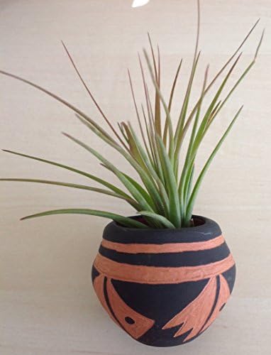 Tillandsia Air Plant in handcrafted Native American Indian Mini Pot with fish design.